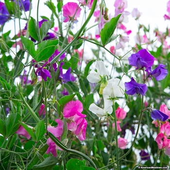 Sweet Pea - Royal Mix