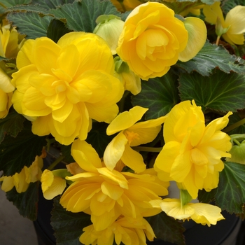 Begonia - Tuberous - Nonstop® Yellow 