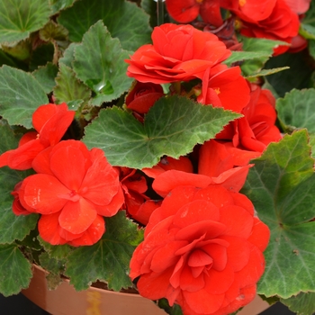 Begonia - Tuberous - Nonstop® Red 