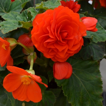 Begonia - Tuberous - Nonstop® Orange