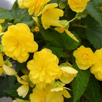 Begonia x tuberhybrida - Nonstop® Joy Yellow