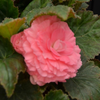 Begonia - Tuberous - Nonstop® Pink