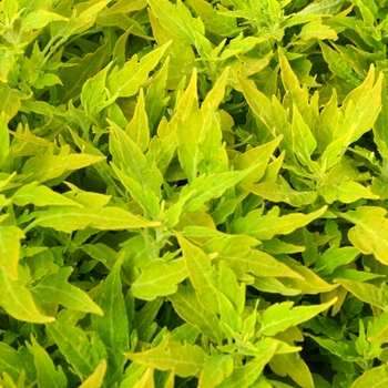 Coleus - Flame Thrower™ 'Salsa Verde'