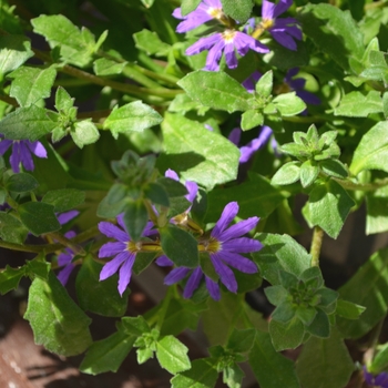 Scaevola - Surdiva® Blue Violet