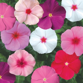 Vinca - Flowering - SunStorm Mix