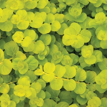 Lysimachia - Yellow Creeping Jenny - Goldi