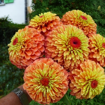 Zinnia - Queeny Lime Orange