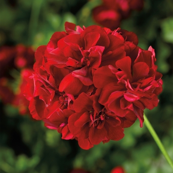 Geranium - Ivy - Ivy League Red