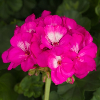 Geranium - Zonal - Tango Hot Pink