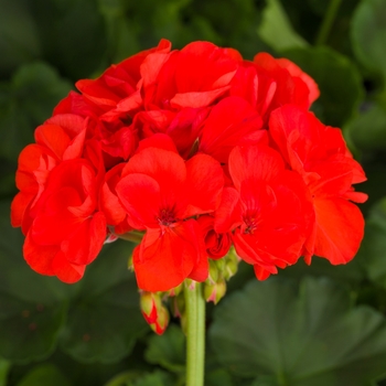 Geranium - Zonal - Tango Orange