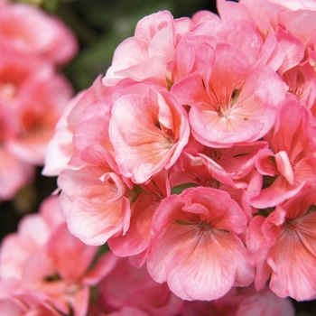 Geranium - Zonal - Americana Salmon