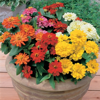 Zinnia - Short Stuff™ Mix 