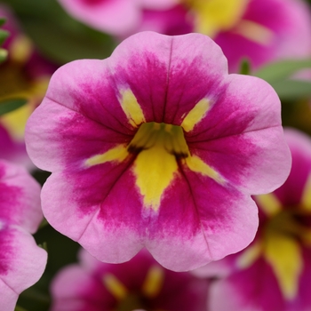 Calibrachoa hybrida - Bumble Bee™ Pink 
