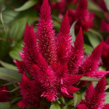 Celosia argentea - Intenz Lipstick