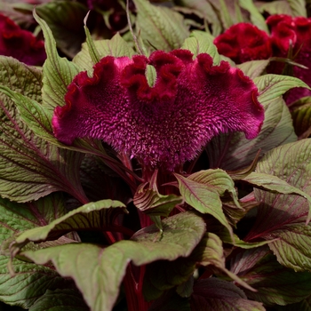 Celosia cristata - Dracula 