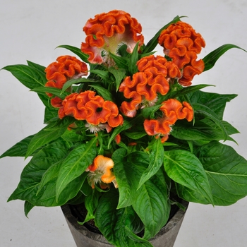 Celosia cristata - Twisted™ Orange Dark