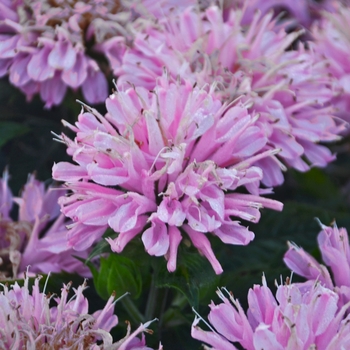 Monarda - Bee Balm - Sugar Buzz Pink Frosting 