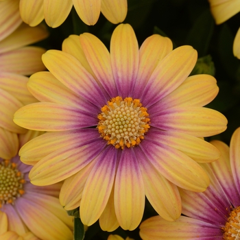 Osteospermum - Blushing Beauty