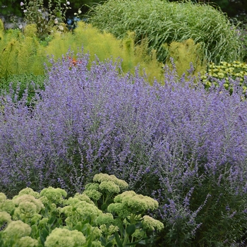 Perovskia - Russian Sage