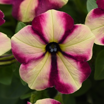 Petunia - Premium - Headliner™ Banana Cherry Swirl 