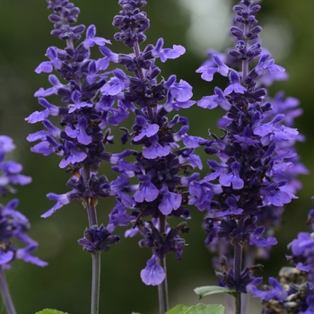 Salvia longispicata X farinacea - Mysty