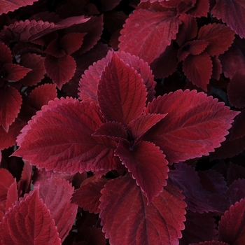 Coleus - Volcania Redhead