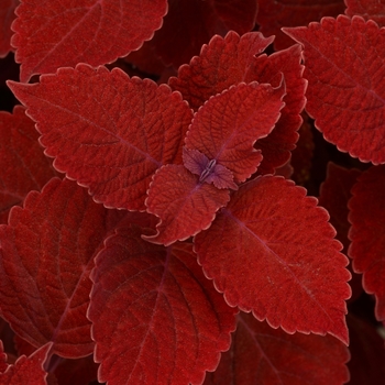 Coleus - Ignite Ruby Slipper 