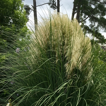 Cortaderia selloana - Dwarf Pampas Grass