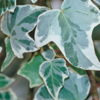Hendera helix - 'Glacier' Ivy