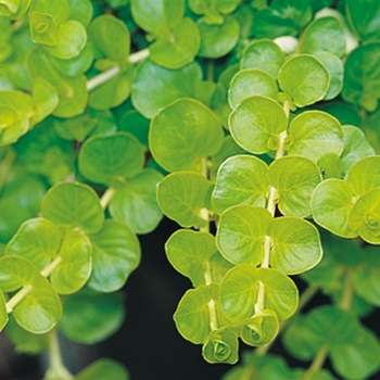 Lysimachia - Yellow Creeping Jenny - Goldilocks