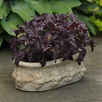 Basil - Purple Ruffles