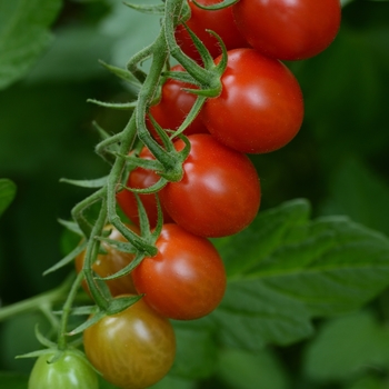 Tomato - Cherry - Sugar Rush