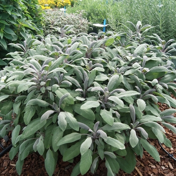 Sage - Garden Sage 