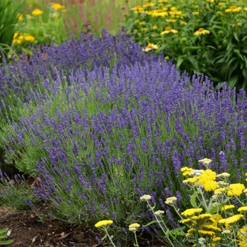 Lavender - English - Hidcote Blue