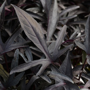 Ipomoea - Sweet Potato Vine - Spotlight Black