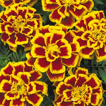 Marigold - French - Durango Bee 