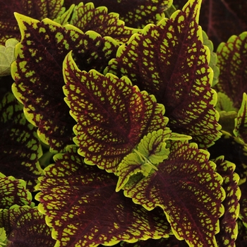 Coleus - Charged Up Coleosaurus