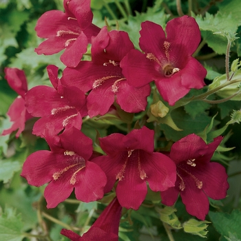 Lophospermum hybrid - Lofos® Wine Red