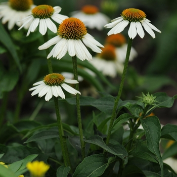 Echinacea - PowWow White 