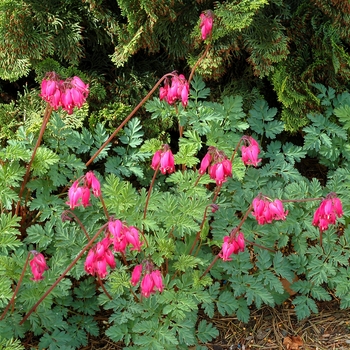 Dicentra - Bleeding Heart - Old Fashioned 