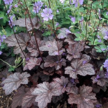 Heuchera - Coral Bells - Plum Pudding 