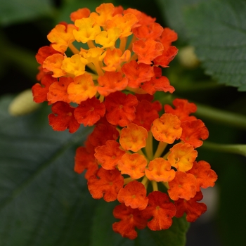 Lantana - Landmark™ Red