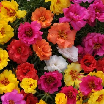 Portulaca - Moss Rose - Happy Hour Mix