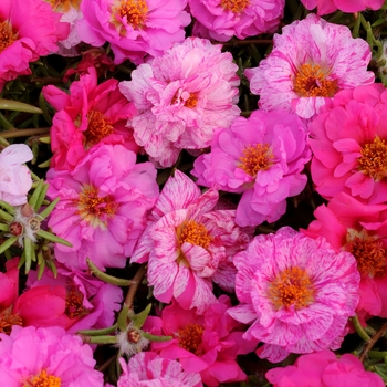 Portulaca - Moss Rose - Happy Hour Pink Passion Mixture