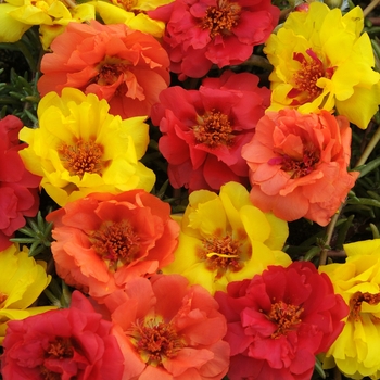 Portulaca - Moss Rose - Happy Hour Tropical Mix