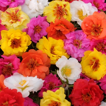 Portulaca - Moss Rose - Happy Trails Mix