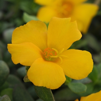 Portulaca - Moss Rose - Rio Grande™ Yellow 