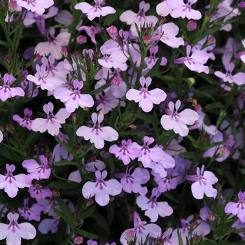 Lobelia hybrida - Early Springs™ Lavender Pink 