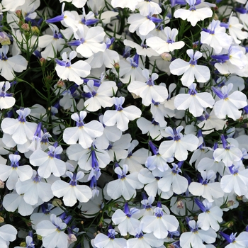 Lobelia hybrida - Early Springs™ White 