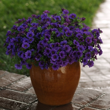 Calibrachoa x hybrida - Cabaret™ Deep Blue